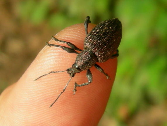 Otiorhynchus caudatus al lago Fimon